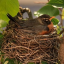 Robin's Nest (18+ SFW) Discord server icon