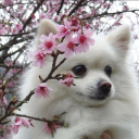 Valorant Qatar/Kuwait LFG Discord server icon