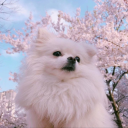 osaka $$ Discord server icon