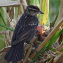 The Aviary Discord server icon