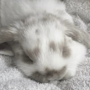 ・ꕤ . bunns    ૮꒰˶- .-˶꒱ა˖⁺Zz 𐰁