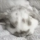 ・ꕤ . bunns    ૮꒰˶- .-˶꒱ა˖⁺Zz 𐰁