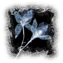 𓉸ॱ𓏽　　ᵀᴴᴱ　 𝕸̶ORG̶̶U̶̶E̶． Discord server icon