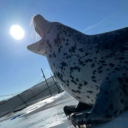 seal nation Discord server icon