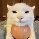 ~ .ᐟ 𝓕𝓮𝓶𝓶𝔂 𝓒𝓻𝓾𝓶𝓫𝓼 .ᐟ ~