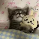 cafe meow