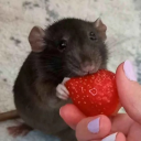 Rat sumners Discord server icon