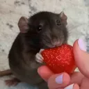 Rat sumners