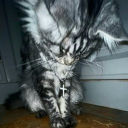 🐾 ⊹ ࣪ ˖  sleepy hollow ♡ 💤 Discord server icon