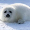 Seal lovers!