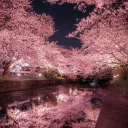 Sakura Tree
