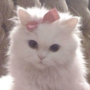 .𖥔 ݁ ˖╭ ┆Mitty’s Kitty café ╰⊹ ࣪