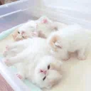 .𖥔 ݁ ˖╭ ┆  Kitty café   ╰⊹ ࣪