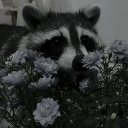 *𓍢ִ໋❀˚⋆𝔀𝓮𝓻𝓮 𝓹𝓮𝓽𝓪𝓵𝓼 𝓯𝓪𝓵𝓵 °❀.ೃ࿔* Discord server icon