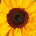 Sunny's Sunflower Garden Discord server icon