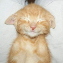 1800 Home Discord server icon