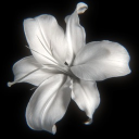 𝓜𝓲𝓭𝓷𝓲𝓰𝓱𝓽 𝓟𝓮𝓽𝓪𝓵𝓼༉  .ᐟ ★ Discord server icon