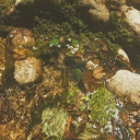 🌿﹕𐔌・forest of whimsy 〃・꒱ Discord server icon