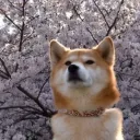 The Shiba Shack