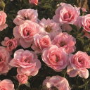 Rose⸝⸝ Discord server icon