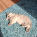 Laura's bookstore | literature and arts Discord server icon