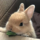 bunny haven