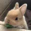 bunny haven