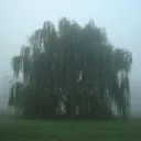 Wilting willows