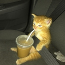 ♡ Cat Cafe ♡ Discord server icon