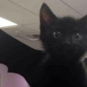 🐾 ୨୧ PawPrint ୨୧ 🐾 Discord server icon