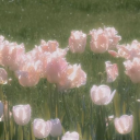୨୧﹒\🎀﹕/𝒓𝒐𝒔𝒚.𝒕𝒖𝒍𝒊𝒑𝒔
