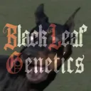 SP