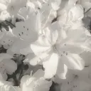 𝑾𝒉𝒊𝒕𝒆 𝑾𝒉𝒊𝒔𝒑𝒆𝒓