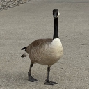 Lost Echos SMP Discord server icon