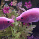 goats!!! Discord server icon