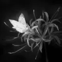 ‧₊˚✧ ᴍᴏᴛʜꜱ ɴɪɢʜᴛ  ✧˚₊‧ server icon