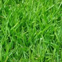 Grassfolks