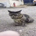 ᯓ★ 𝖙𝖍𝖊 𝖌𝖔𝖆𝖙𝖘 .ᐟ