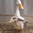 Ducks Corner