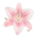 ⋆. 𐙚 ˚ angel's haven discord icon