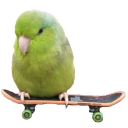 parrots Discord server icon