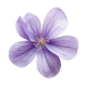 𐙚ྀ.    ԃtι  ℓilɑ⑅c𝓼     . ･ׅ Discord server icon