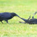 The Avian Lounge Discord server icon