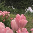 🌷 floret  ,      . ART HELP 𓂃 Discord server icon