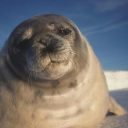Group Of Seal's Discord server icon