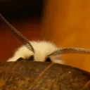 ♯    ݁  .𖥔 ݁ ˖ Moth's lamp ⋆˚࿔