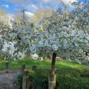Blossom🌸 gateway