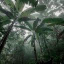 JJBA: Dense Jungle Greed