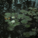 Cicada Pond Discord server icon
