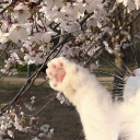 ・𑣲    Ή𝙖𝙣𝙖𝙢𝙞 ( 花 )  » Discord server icon